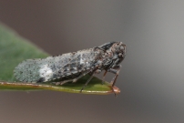 Un cixiide (Homoptre - Cixiidae - Cixius sp.)